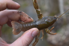 Cambarus striatus