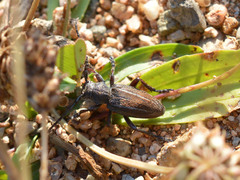 Neodorcadion bilineatum