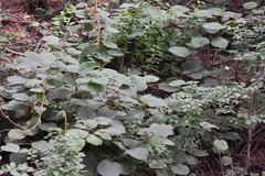 Actinidia chinensis