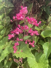 Antigonon leptopus