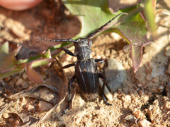 Neodorcadion bilineatum