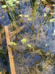 Azolla filiculoides