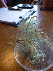 Alectoria ochroleuca