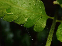 Microlepia marginata bipinnata