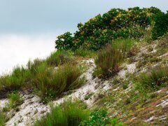 Artemisia salsoloides