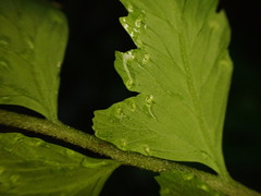 Microlepia marginata bipinnata