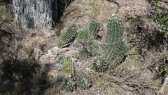Echinopsis rhodotricha