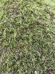 Scorpiurium circinatum