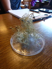 Alectoria ochroleuca