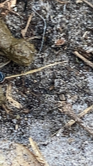 Chrysomya megacephala