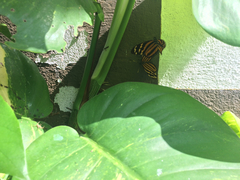 Eueides isabella eva