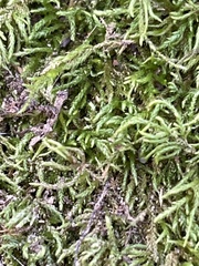 Scorpiurium circinatum