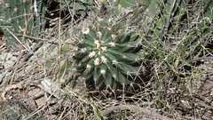 Echinopsis rhodotricha