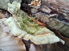 Stereum subtomentosum