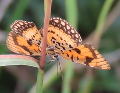 Byblia anvatara