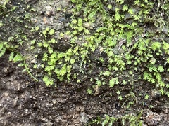 Fissidens