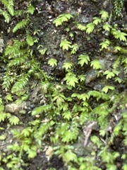 Fissidens