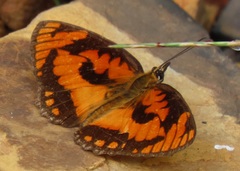 Byblia anvatara