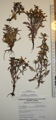 Pedicularis labradorica