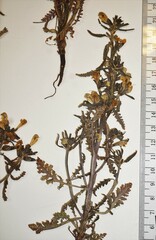 Pedicularis labradorica