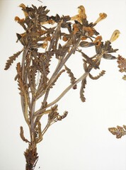 Pedicularis labradorica