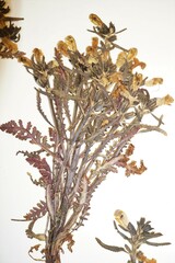 Pedicularis labradorica