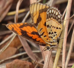 Byblia anvatara