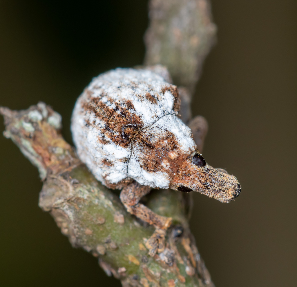 Omophorus obliteratus