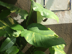 Eueides isabella eva