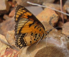 Byblia anvatara