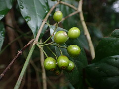 Aidia cochinchinensis