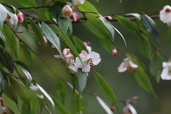 Camellia cuspidata