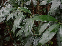 Aidia cochinchinensis