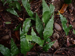 Leptochilus wrightii