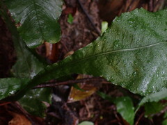 Leptochilus wrightii