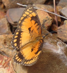 Byblia anvatara