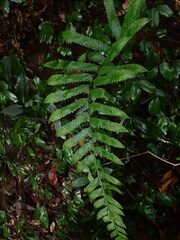 Microlepia marginata bipinnata