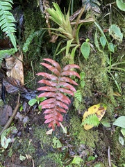 Blechnum cordatum