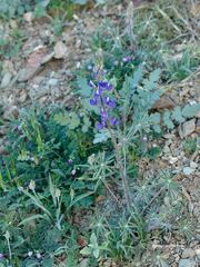 Lupinus sparsiflorus
