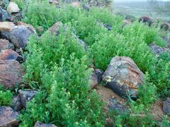 Oncosiphon pilulifer