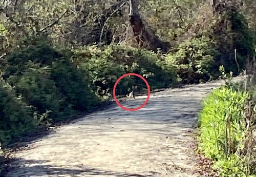 iNaturalist observation photo of Desert Cottontail