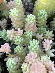 Sedum potosinum