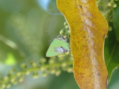 Cyanophrys herodotus