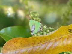 Cyanophrys herodotus