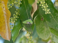 Cyanophrys herodotus