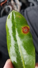 Chuppomyces handelii