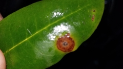 Chuppomyces handelii