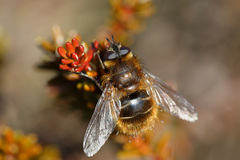 Tachina ursina