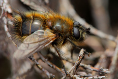 Tachina ursina