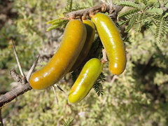 Prosopis ferox